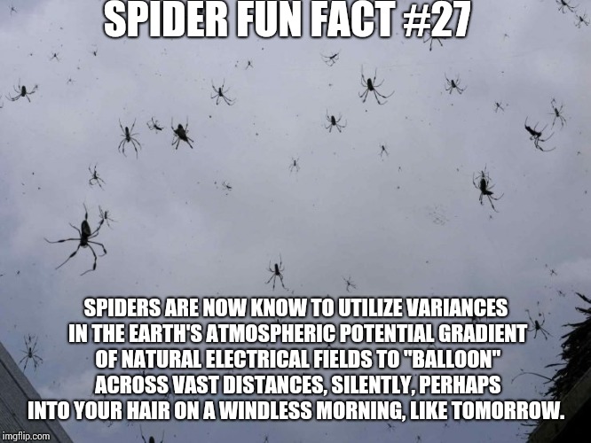 You're actually only two feet from a spider right now | SPIDER FUN FACT #27; SPIDERS ARE NOW KNOW TO UTILIZE VARIANCES IN THE EARTH'S ATMOSPHERIC POTENTIAL GRADIENT OF NATURAL ELECTRICAL FIELDS TO "BALLOON" ACROSS VAST DISTANCES, SILENTLY, PERHAPS INTO YOUR HAIR ON A WINDLESS MORNING, LIKE TOMORROW. | image tagged in memes,spiders,got some in your hair,good news everyone,that itch is moving | made w/ Imgflip meme maker