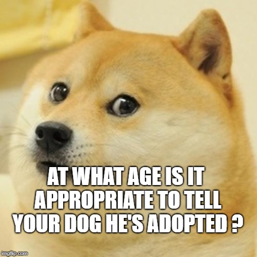 Doge Meme | AT WHAT AGE IS IT APPROPRIATE TO TELL YOUR DOG HE'S ADOPTED ? | image tagged in memes,doge | made w/ Imgflip meme maker