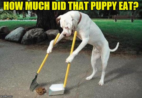 HOW MUCH DID THAT PUPPY EAT? | made w/ Imgflip meme maker