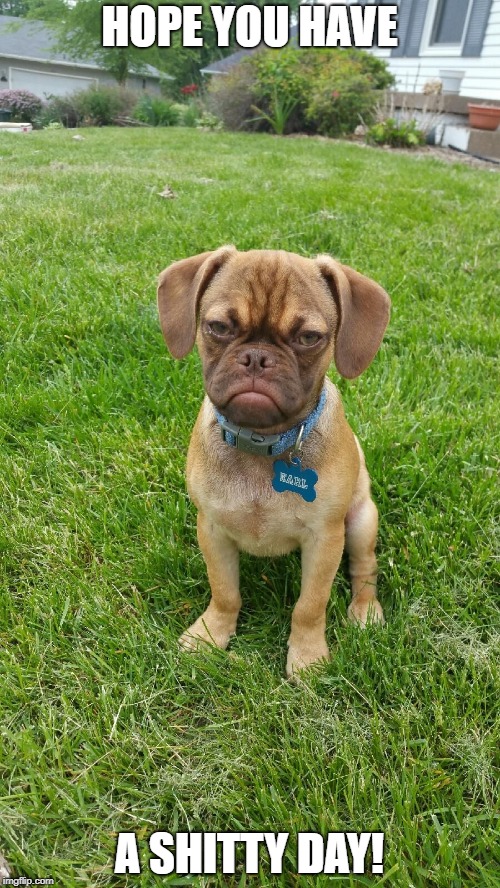 Earl The Grumpy Dog | HOPE YOU HAVE A SHITTY DAY! | image tagged in earl the grumpy dog | made w/ Imgflip meme maker