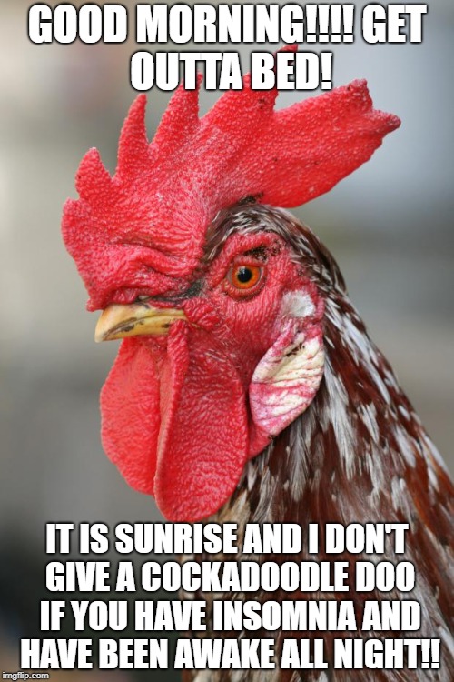 Roosterbro | GOOD MORNING!!!!
GET OUTTA BED! IT IS SUNRISE AND I DON'T GIVE A COCKADOODLE DOO IF YOU HAVE INSOMNIA AND HAVE BEEN AWAKE ALL NIGHT!! | image tagged in roosterbro | made w/ Imgflip meme maker