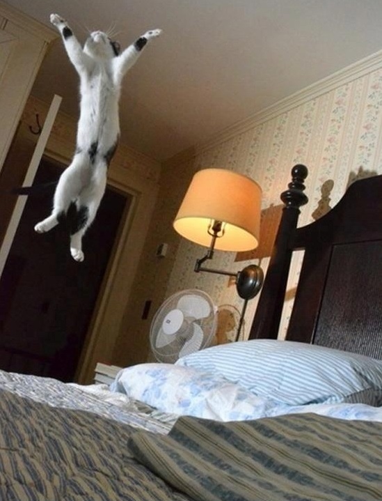 High Quality JUMPING CAT Blank Meme Template