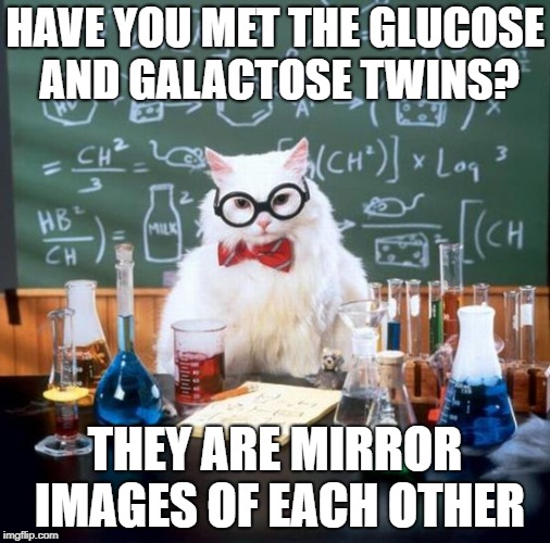 Chemistry Cat Meme | HAVE YOU MET THE GLUCOSE AND GALACTOSE TWINS? THEY ARE MIRROR IMAGES OF EACH OTHER | image tagged in memes,chemistry cat | made w/ Imgflip meme maker