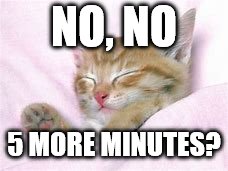 Sleep Cat | NO, NO; 5 MORE MINUTES? | image tagged in cat,cats,meow | made w/ Imgflip meme maker