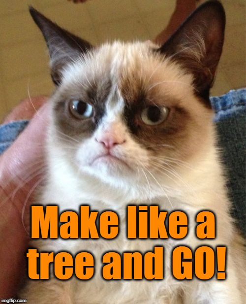 Grumpy Cat Meme | Make like a tree and GO! | image tagged in memes,grumpy cat | made w/ Imgflip meme maker