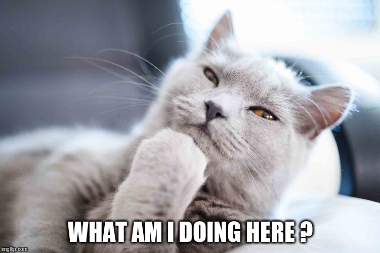 Thinking cat | WHAT AM I DOING HERE ? | image tagged in cats,cat,thinking hard | made w/ Imgflip meme maker
