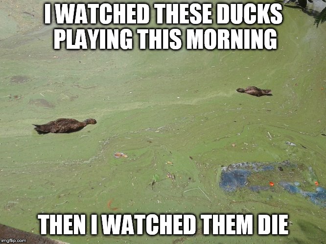 ducks | I WATCHED THESE DUCKS PLAYING THIS MORNING; THEN I WATCHED THEM DIE | image tagged in memes | made w/ Imgflip meme maker