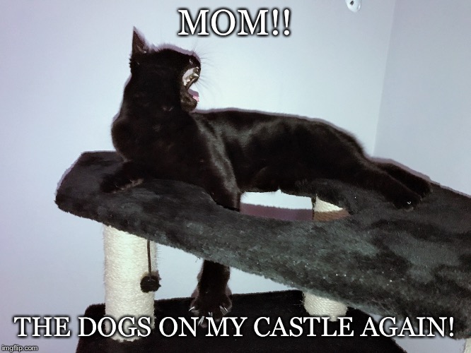 Cranky Kitty | MOM!! THE DOGS ON MY CASTLE AGAIN! | image tagged in cats,cat | made w/ Imgflip meme maker