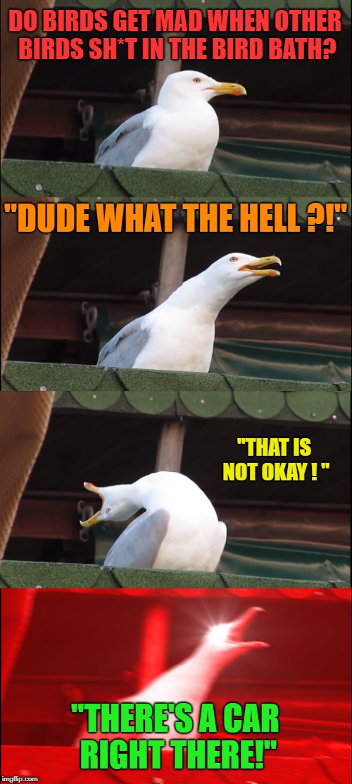 Another turd in the punch bowl? | DO BIRDS GET MAD WHEN OTHER BIRDS SH*T IN THE BIRD BATH? "DUDE WHAT THE HELL ?!"; "THAT IS NOT OKAY ! "; "THERE'S A CAR RIGHT THERE!" | image tagged in memes,inhaling seagull,funny,bath,poop | made w/ Imgflip meme maker