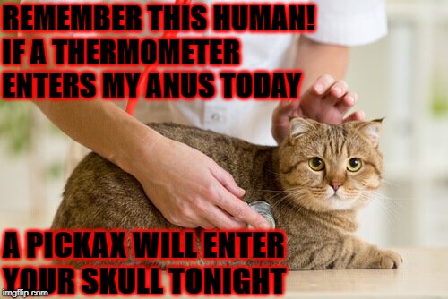 REMEMBER THIS HUMAN! IF A THERMOMETER ENTERS MY ANUS TODAY; A PICKAX WILL ENTER YOUR SKULL TONIGHT | image tagged in angry at vet | made w/ Imgflip meme maker