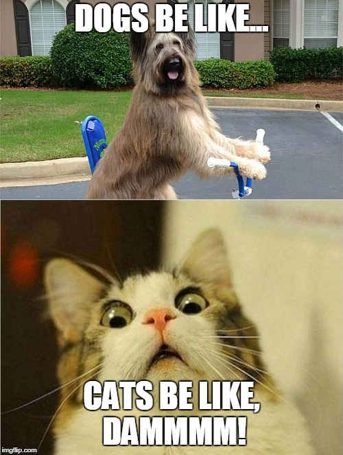 lololollololololololol | DOGS BE LIKE... CATS BE LIKE, DAMMMM! | image tagged in funny,crazy,lol | made w/ Imgflip meme maker