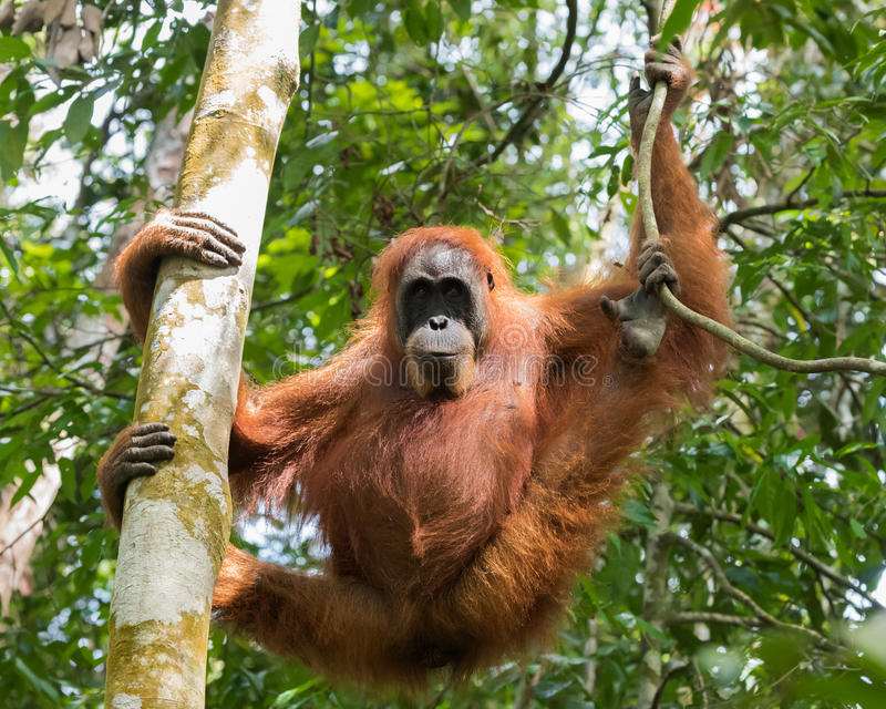 orangutan Blank Meme Template