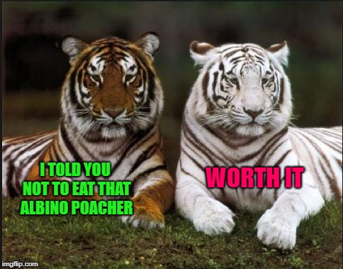 Why should the lions have all the fun? | I TOLD YOU NOT TO EAT THAT ALBINO POACHER; WORTH IT | image tagged in two tigers,memes,tigers,poachers,funny,animals | made w/ Imgflip meme maker