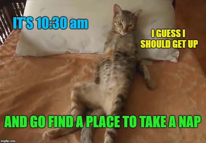 The Cat Life |  IT'S 10:30 am; I GUESS I SHOULD GET UP; AND GO FIND A PLACE TO TAKE A NAP | image tagged in funny memes,caturday,cat,lazy cat,sleep | made w/ Imgflip meme maker