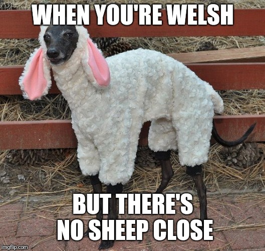 WHEN YOU'RE WELSH; BUT THERE'S NO SHEEP CLOSE | image tagged in sheepdog | made w/ Imgflip meme maker