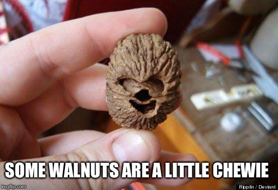 Womp  | SOME WALNUTS ARE A LITTLE CHEWIE | image tagged in memes,chewbacca | made w/ Imgflip meme maker