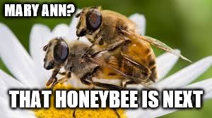 MARY ANN? THAT HONEYBEE IS NEXT | made w/ Imgflip meme maker