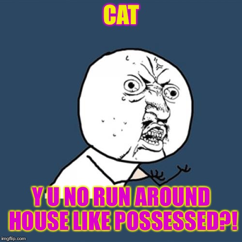 Y U No Meme | CAT Y U NO RUN AROUND HOUSE LIKE POSSESSED?! | image tagged in memes,y u no | made w/ Imgflip meme maker