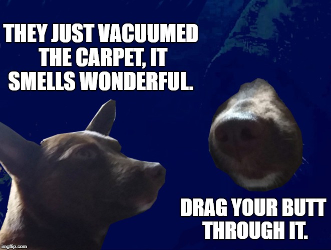 Darkside Dog | THEY JUST VACUUMED THE CARPET, IT SMELLS WONDERFUL. DRAG YOUR BUTT THROUGH IT. | image tagged in darkside dog | made w/ Imgflip meme maker