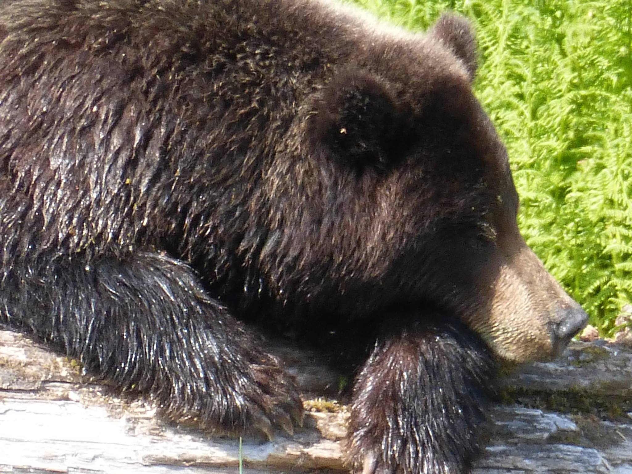 bear Blank Meme Template