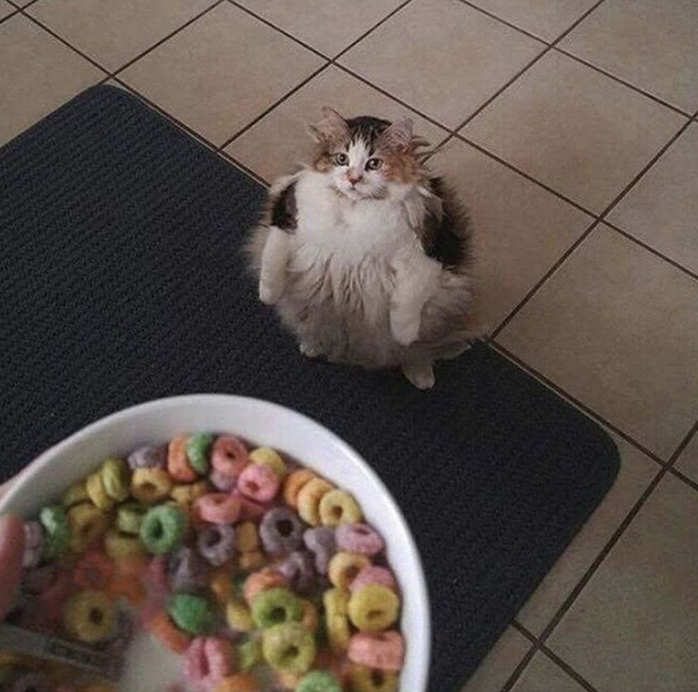 Lööps Blank Meme Template