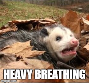 possum n chill | HEAVY BREATHING | image tagged in possum n chill | made w/ Imgflip meme maker