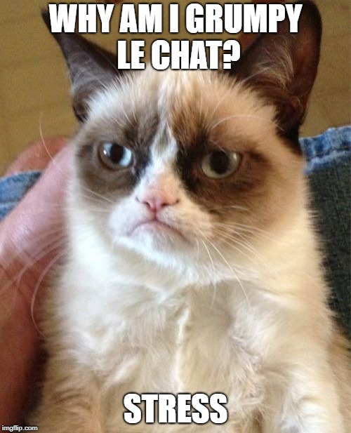 Grumpy Cat Meme | WHY AM I GRUMPY LE CHAT? STRESS | image tagged in memes,grumpy cat | made w/ Imgflip meme maker
