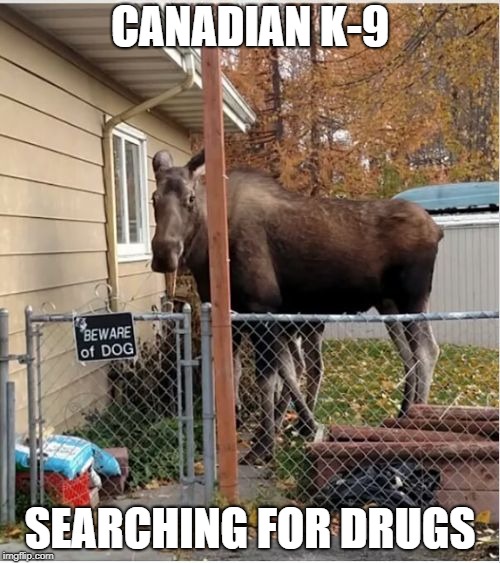 CANADIAN K-9; SEARCHING FOR DRUGS | image tagged in bullwinkle dog | made w/ Imgflip meme maker