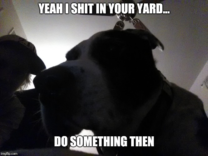 YEAH I SHIT IN YOUR YARD... DO SOMETHING THEN | image tagged in max | made w/ Imgflip meme maker