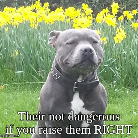 PATRIOTS  | Their not dangerous if you raise them RIGHT | image tagged in the patriot,strength,president trump,melania trump,republicans | made w/ Imgflip meme maker