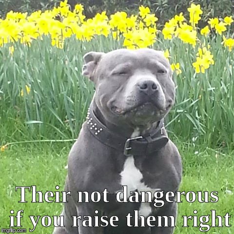 PATRIOTS | Their not dangerous if you raise them right | image tagged in patriots,patriot,patriotic,patriotic eagle | made w/ Imgflip meme maker