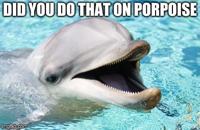 Dumb Joke Dolphin | DID YOU DO THAT ON PORPOISE | image tagged in dumb joke dolphin | made w/ Imgflip meme maker