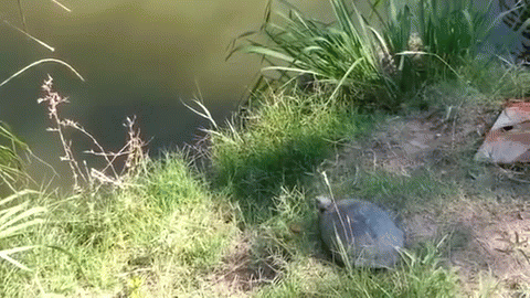 The Magestic Turtle | image tagged in gifs,turtle,funny | made w/ Imgflip video-to-gif maker