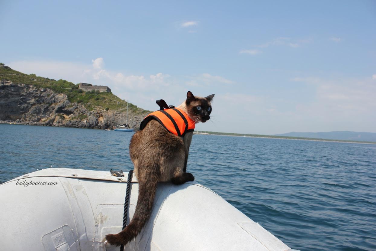 Siamese cat boat Blank Meme Template