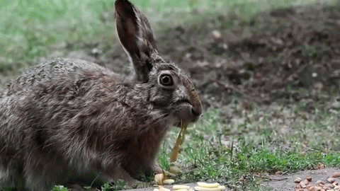 Bunny Eating Apple | image tagged in gifs,bunny,apple | made w/ Imgflip video-to-gif maker