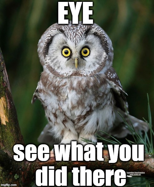 Owl | EYE see what you did there | image tagged in owl | made w/ Imgflip meme maker