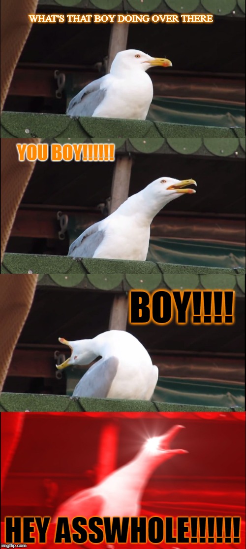 Inhaling Seagull Meme | WHAT'S THAT BOY DOING OVER THERE; YOU BOY!!!!!! BOY!!!! HEY ASSWHOLE!!!!!! | image tagged in memes,inhaling seagull,funny memes,hilarious,funny animals | made w/ Imgflip meme maker