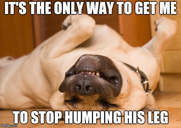 Sleeping dog | IT'S THE ONLY WAY TO GET ME TO STOP HUMPING HIS LEG | image tagged in sleeping dog | made w/ Imgflip meme maker