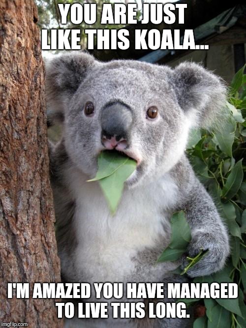 koalas, disproving survival of the fittest every day.  | YOU ARE JUST LIKE THIS KOALA... I'M AMAZED YOU HAVE MANAGED TO LIVE THIS LONG. | image tagged in memes,surprised koala | made w/ Imgflip meme maker
