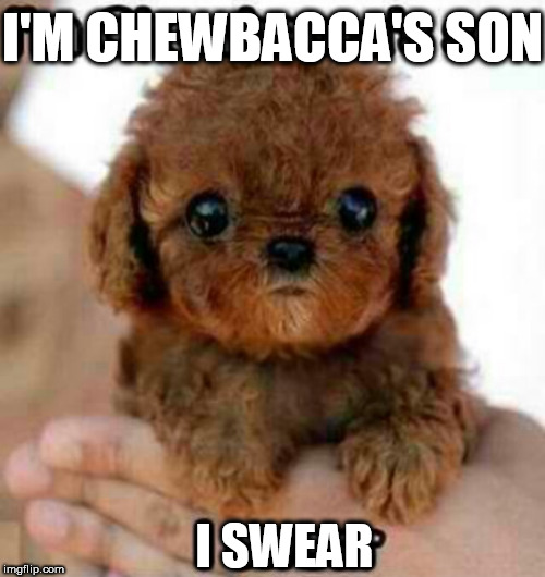 Congrats to Chewbacca | I'M CHEWBACCA'S SON; I SWEAR | image tagged in memes,chewbacca,star wars | made w/ Imgflip meme maker