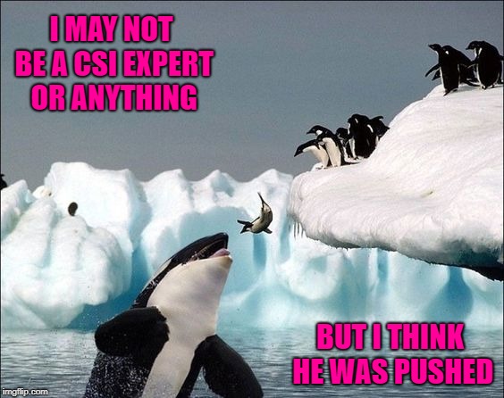 It's a whale eat penguin kind of world!!! | I MAY NOT BE A CSI EXPERT OR ANYTHING; BUT I THINK HE WAS PUSHED | image tagged in penguins,memes,killer whale,funny,csi,animals | made w/ Imgflip meme maker