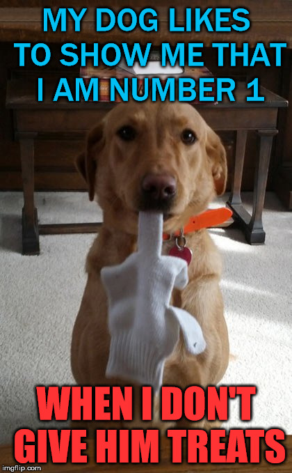 He needs help since he can not use his paws to express how much he loves me. |  MY DOG LIKES TO SHOW ME THAT I AM NUMBER 1; WHEN I DON'T GIVE HIM TREATS | image tagged in memes,dog,funny | made w/ Imgflip meme maker