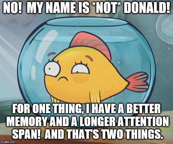 goldfish | NO!  MY NAME IS *NOT* DONALD! FOR ONE THING, I HAVE A BETTER MEMORY AND A LONGER ATTENTION SPAN!  AND THAT'S TWO THINGS. | image tagged in goldfish | made w/ Imgflip meme maker