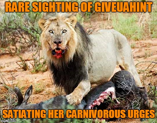 RARE SIGHTING OF GIVEUAHINT SATIATING HER CARNIVOROUS URGES | made w/ Imgflip meme maker