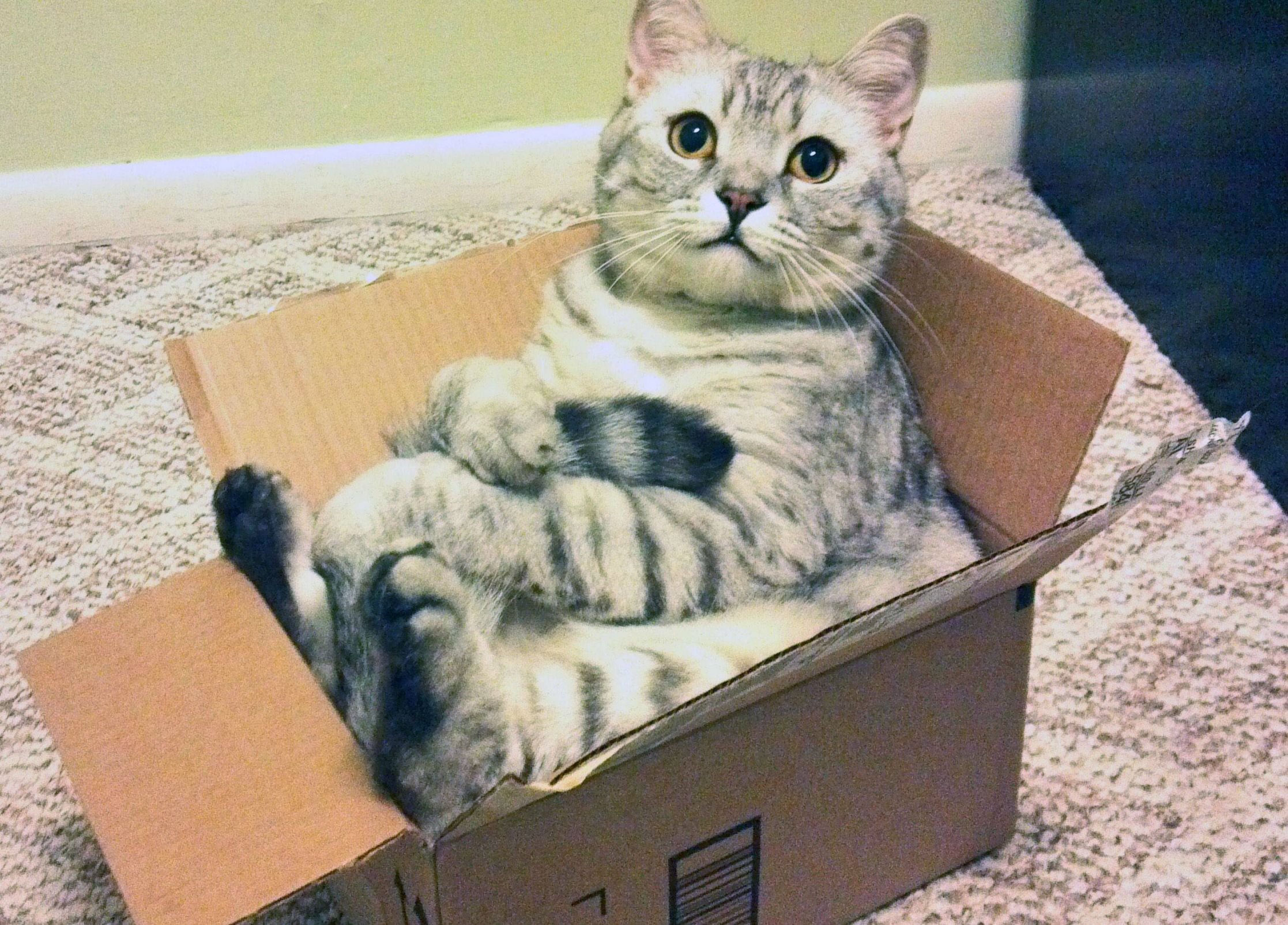 Cat in Box Blank Template Imgflip