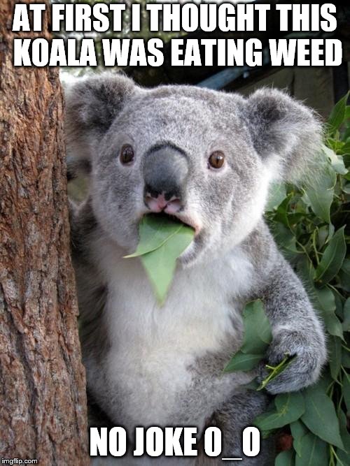 be healthy sweet baby :) | AT FIRST I THOUGHT THIS KOALA WAS EATING WEED; NO JOKE 0_O | image tagged in memes,surprised koala | made w/ Imgflip meme maker