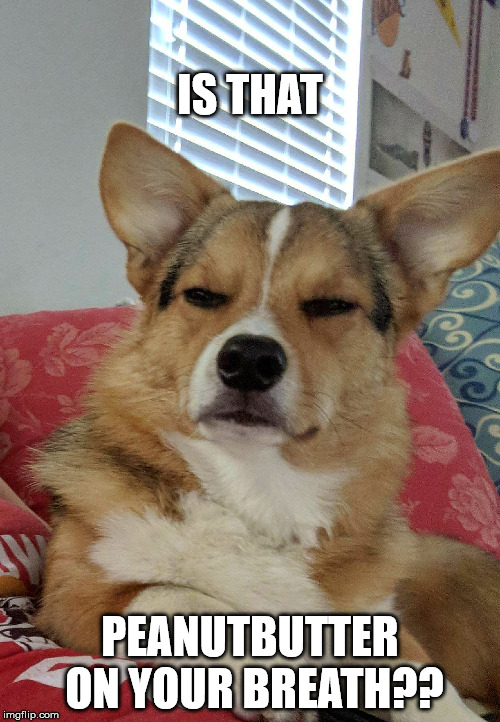 Tough corgi | IS THAT; PEANUTBUTTER ON YOUR BREATH?? | image tagged in tough corgi | made w/ Imgflip meme maker