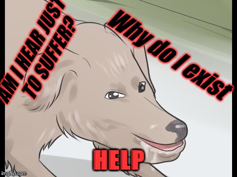 Wikihow Dog | AM I HEAR JUST TO SUFFER? Why do I exist; HELP | image tagged in wikihow dog | made w/ Imgflip meme maker