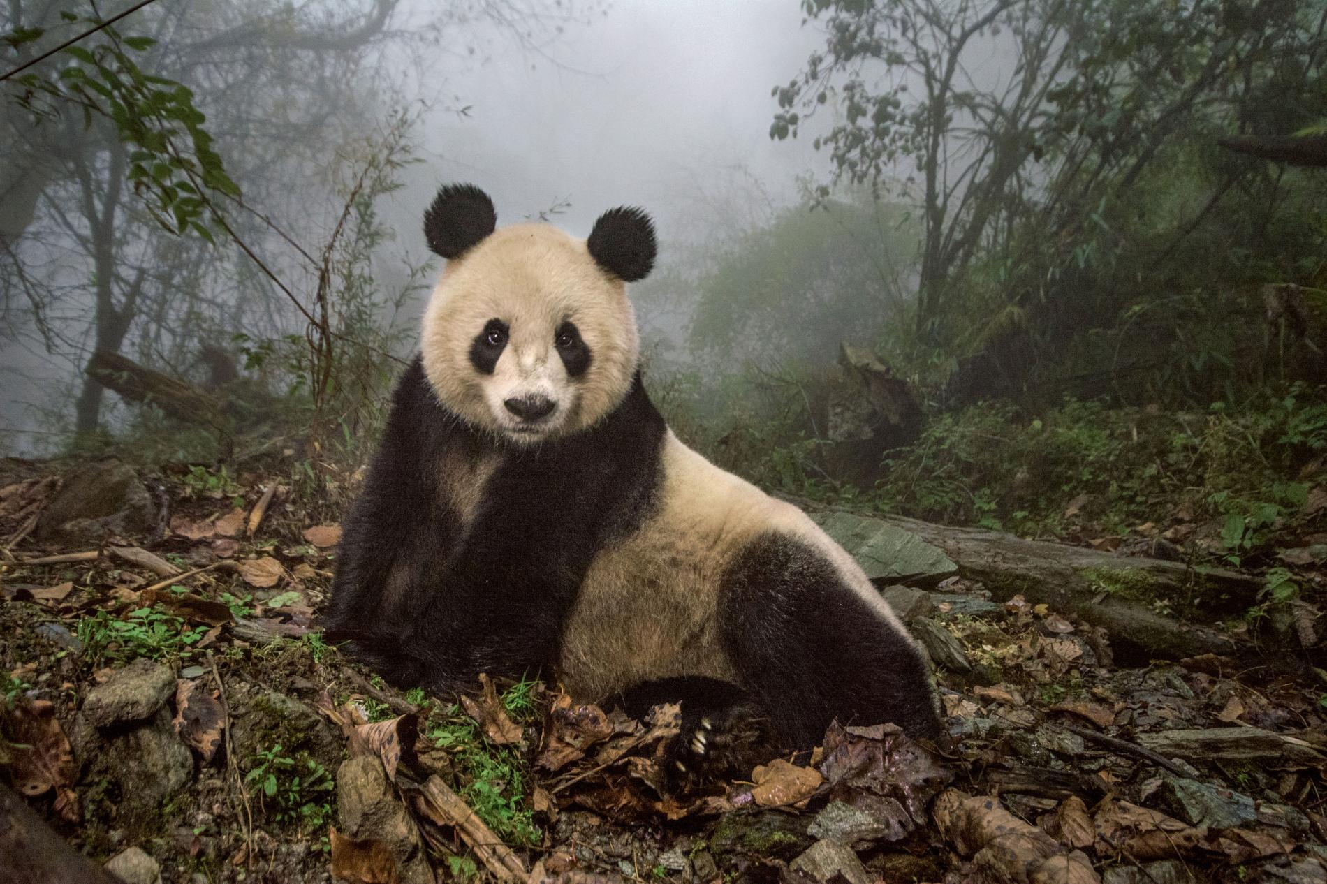 giant panda Blank Meme Template