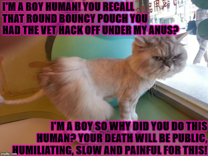 I'M A BOY HUMAN! YOU RECALL THAT ROUND BOUNCY POUCH YOU HAD THE VET HACK OFF UNDER MY ANUS? I'M A BOY SO WHY DID YOU DO THIS HUMAN? YOUR DEATH WILL BE PUBLIC, HUMILIATING, SLOW AND PAINFUL FOR THIS! | image tagged in boy in tutu | made w/ Imgflip meme maker